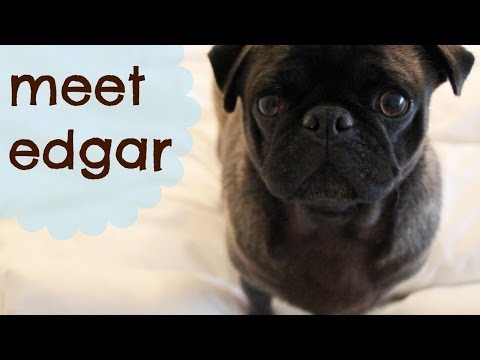 MEET EDGAR!