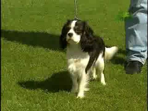 Breed All About It - Cavalier King Charles Spaniel