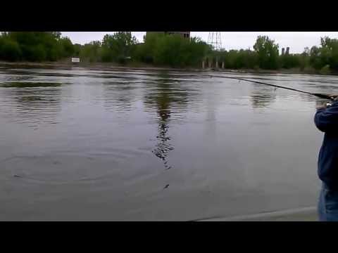 Mississippi River huge carp fishing