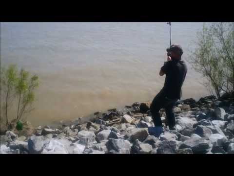 Massive Blue Catfish, Mississippi River