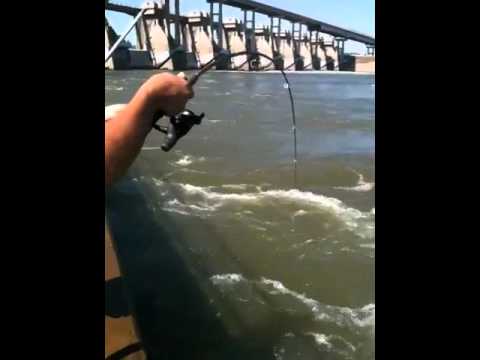 Guy with a big Ohio River hybrid striped bass