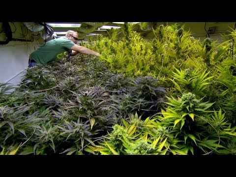 DRUGS, INC.: Rocky Mountain High (Full Episode)