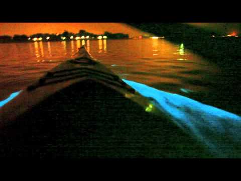 Bioluminescent kayaking in San Diego Mission Bay