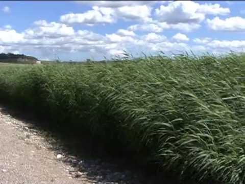 Constructed wetlands for wastewater treatment