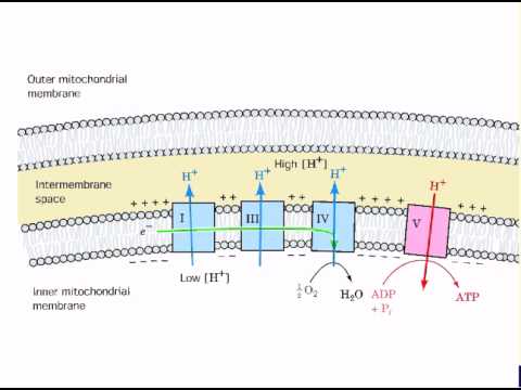 Coupling of ETS and ATP synthesis