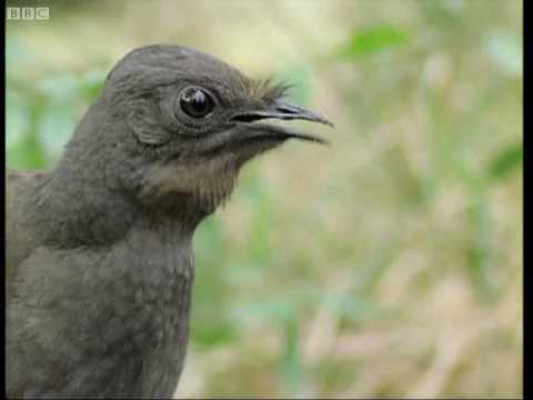 Attenborough: the amazing Lyre Bird sings like a chainsaw! Now in high quality - BBC Earth