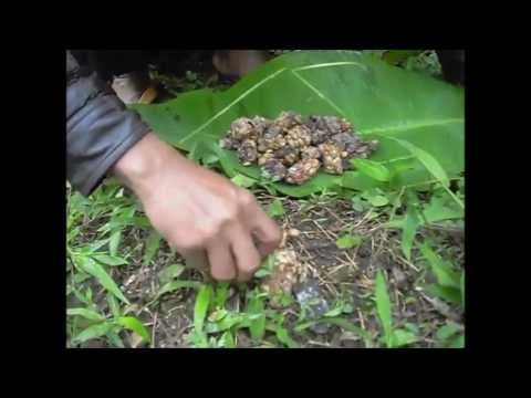 Authentic Wild Kopi Luwak (Civet Coffee) Process - JPW Coffee