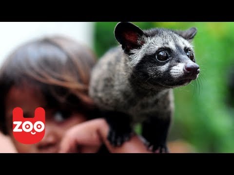 Cute Baby Civet