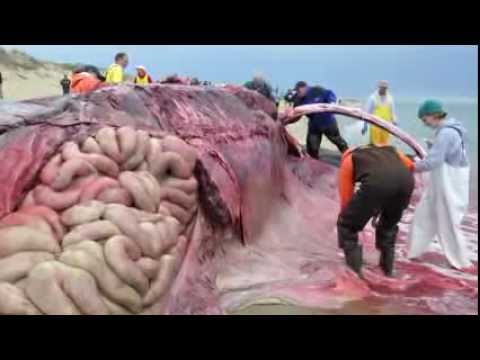 Dead Fin Whale on Cape Cod-Necropsy -Provincetown, MA (Graphic Content)