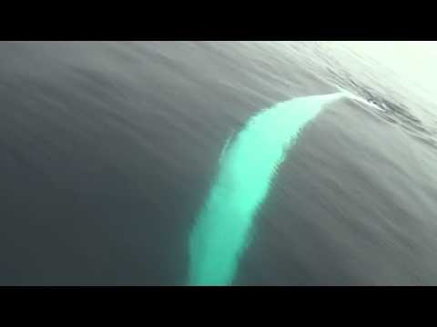 AMAZING video of a twirling Finback Whale - Dana Point, CA