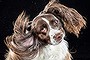 SMH iPad: Shake series by photographer Carli Davidson. Springer Spaniel Katie