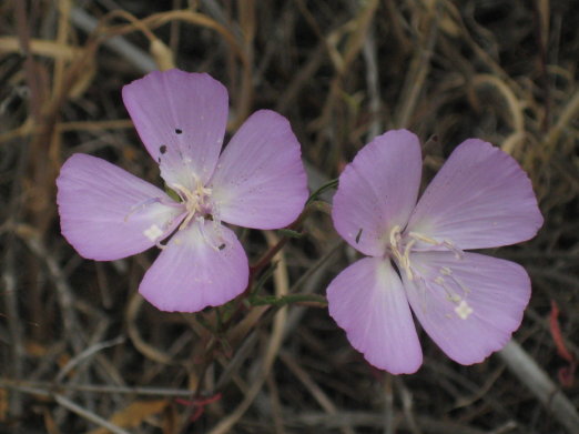 purple clarkia