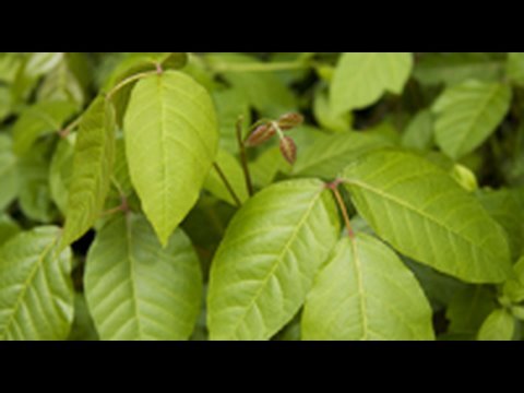 How To Treat Poison Ivy - Cures for poison ivy