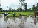 Growing Rice in Thailand using Mulch