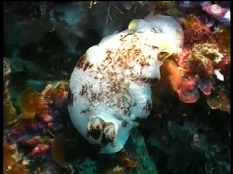 PK MARINE INVERTS molluscs.mov