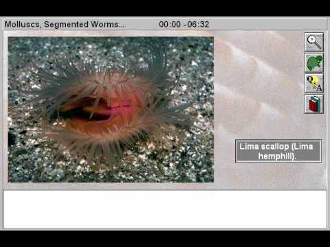 Animal Kingdom: Invertebrates: Molluscs, Segmented Worms, Minor Phyla Part 1