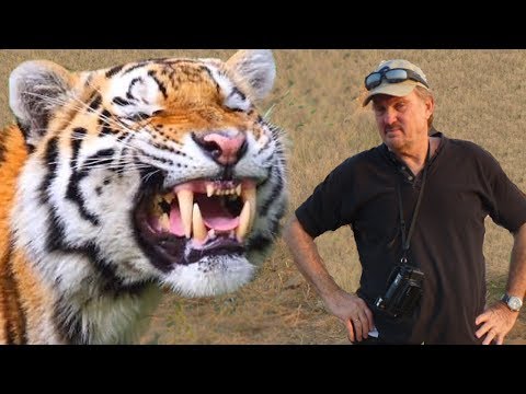 WILD TIGERS OF INDIA STORY