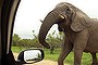 An elephant in Kruger National Park, South Africa. A bull elephant has been put down after attacking tourists in their car.