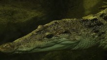 Endangered Philippines crocodile gets boost at Melbourne Zoo
