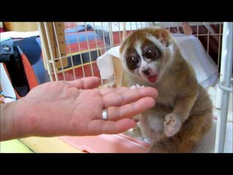 Slow Loris want more Rice Ball