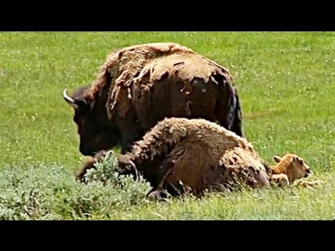 Yellowstone National Park's Wildlife:  Bison  (Buffalo)