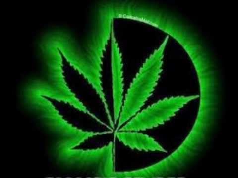 cannabis sativa cartel de santa