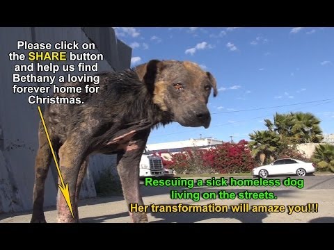 Rescuing Bethany - a sick, homeless dog's inspiring transformation (Please share)