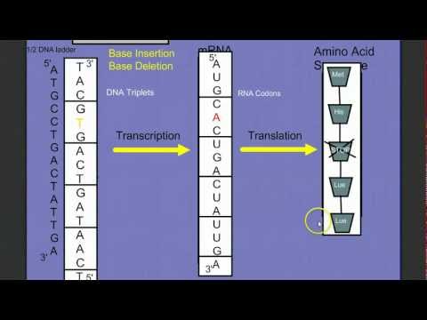 Introduction to Protein Synthesis