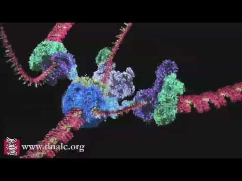 Mechanism of DNA Replication (Basic)