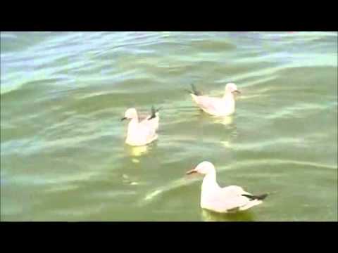 Water birds in Lake Qarun - Fayoum Egypt)