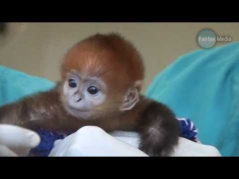 Baby Monkey Francois Langur