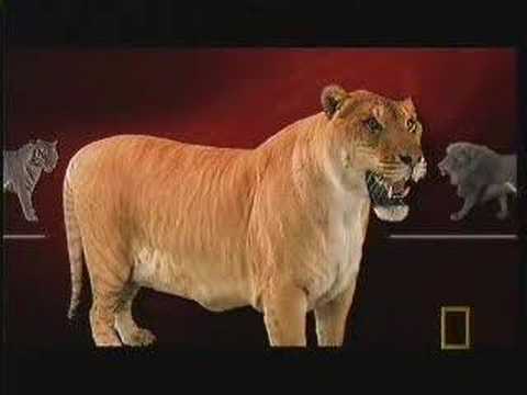 Liger on National Geographic Ultimate Cat