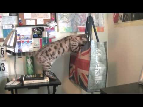 so you want a bengal cat