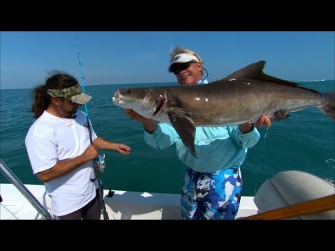 Cocoa Beach Cobia - BEST EATING fish on the planet