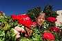 Parliament house Head gardener Paul Janssens and his team are saving us thousands of dollars each year by using predatory bugs in the gardens to eat other bugs instead of spraying chemicals on the  roses and trees.