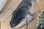 Minke whales dead on the deck of the Japanese factory ship Nisshin Maru