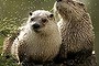 A six-year-old male river otter named 