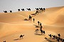 Camels walk along sand dunes in the Liwa desert, 220 kms west of Abu Dhabi, as the Mazayin Dhafra Camel Festival.