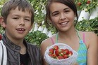 Stop for fuel: pick your own strawberries at Ricardoes Tomatoes