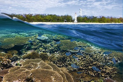 southern great barrier reef Lady Elliot Island