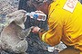 09/02/2009 NEWS: Pictures of David Tree from Mirboo North CFA and koala at Mirboo North bushfires. From Russell Vickery [5668 1719]