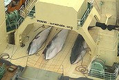 Activists hunting Japanese whaling fleet  (Thumbnail)