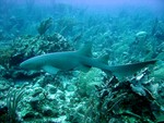 Nurse shark near Ambergris Caye, Belize