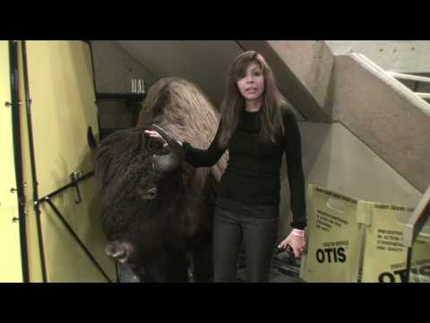 Globe Trot at Head Smashed In Buffalo Jump