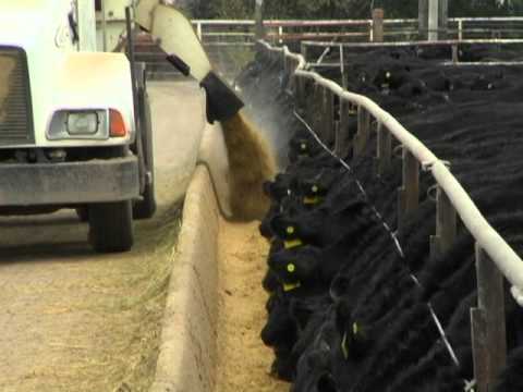 Cattle, Corn and Co-Products -- Feeding Cattle in Nebraska