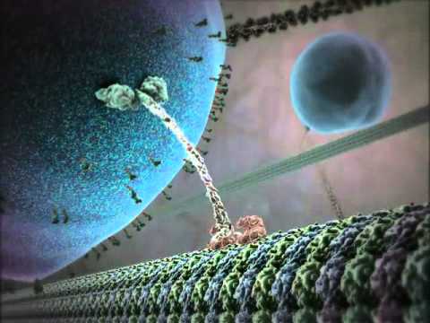 Inner Life Of A Cell - Full Version.mkv