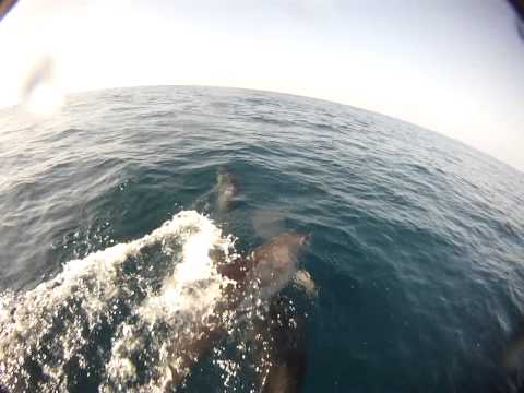 The Dolphins of the Gulf of Mannar, Sri Lanka