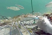 WA marine life video goes viral (Thumbnail)