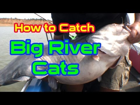 HUGE CATFISH: HOG HUNTIN ON THE OHIO RIVER