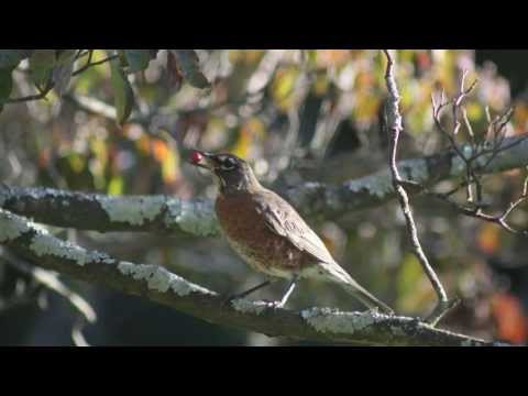 Bird Feeding Adaptations: How beaks are adapted to what birds eat